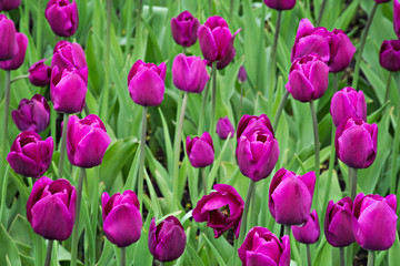 purple tulips, beautiful flowers on the field in the park