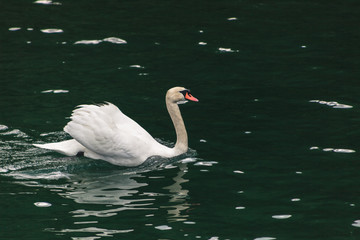 Schwan auf grünem Wasser Vogel am Comer See in Italien