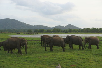 Naklejka na ściany i meble A pride of elephants in Minneriya National Park, Sri Lanka