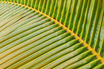 Close-up of green coconut leaves background