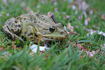 Toad