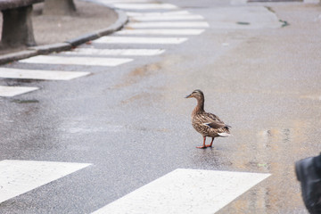 Ente überquert Straße am Zebrastreifen und hält den Verkehr auf