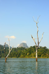 Fototapeta premium Branchs of Dead trees in the lake and mountain background in Thailand