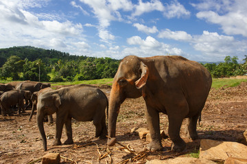 Fototapeta na wymiar Herd of elephants in the nature