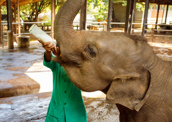 man feeding a baby elephant.