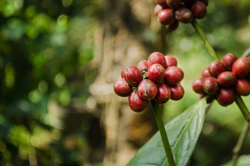 A Ripe Coffee Bean Plant in the plantations