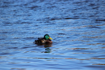 duck in tartu estonia