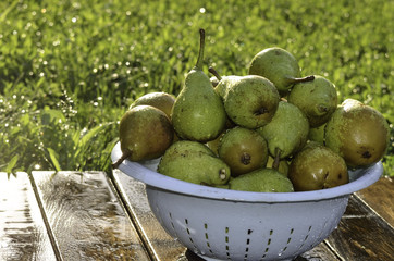The harvest of pears in the dishes, in the garden on a summer day.