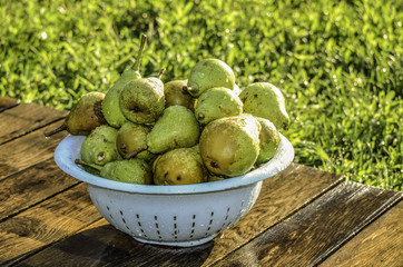 The harvest of pears in the dishes, in the garden on a summer day.