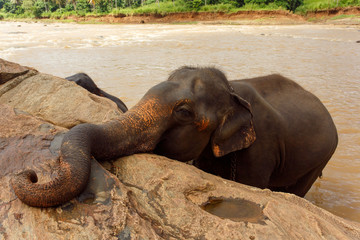 Fototapeta na wymiar Little elephant bathes in the river