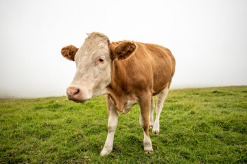 Fototapeta na wymiar Cute Irish Cow