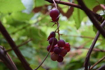 Grapes
