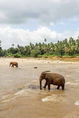 Herd of elephants in the river