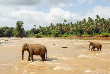 Herd of elephants in the river