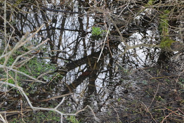 Foret