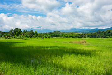 Fototapeta na wymiar Beautiful nature in Chiang Mai, Thailand