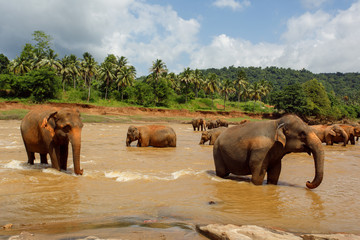 Fototapeta na wymiar Herd of elephants in the river