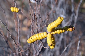 Spiralförmige Frucht einer Wüstenpflanze in Argentinien