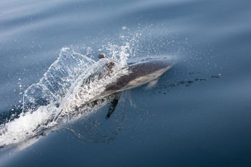 Fototapeta premium Short-Beaked Common Dolphin Swimming in Atlantic Off Cape Cod