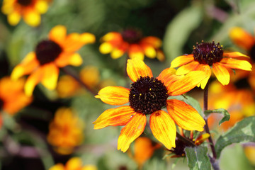 Rudbeckia triloba 'Red Sport is a strong plant with a long flowering period