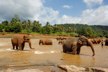 Obraz na płótnie Canvas Herd of elephants in the river