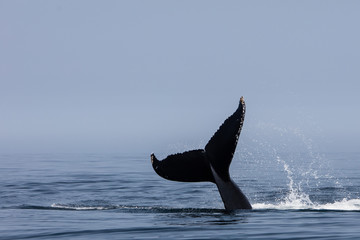 Fototapeta premium Ogon humbaka i Ocean Atlantycki