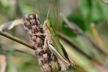 Grasshopper