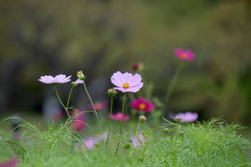 咲き始めのコスモス