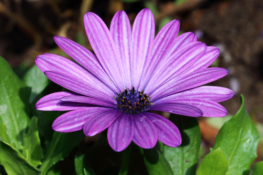 There are many varieties and colors of Spanish daisy flowers