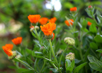 Macro shot of beautiful orange daisies in a garden