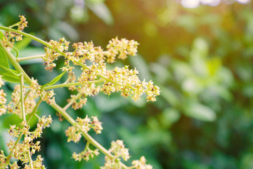 Close up to mango flower blossom and red ant on tree in agriculture garden blur background