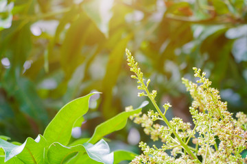 Close up to mango flower blossom and red ant on tree in agriculture garden blur background