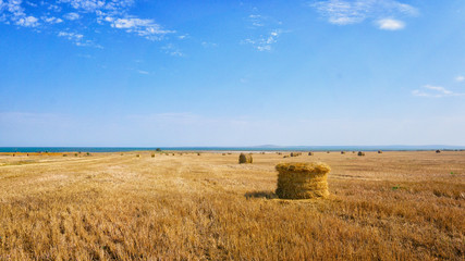 Straw on a fresh stubble of a wheat field