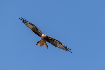 Red Kite bird of prey soaring thermals in summer