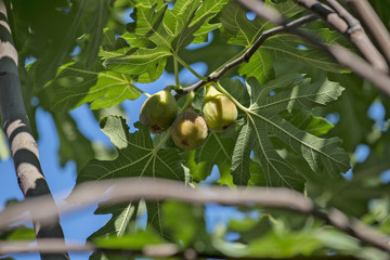 Figs on the tree