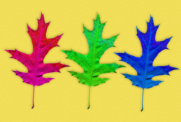 Colorful autumn background. Maple leaves of red, blue, green and light blue on a yellow background.
