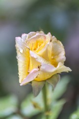 yellow rose petals.