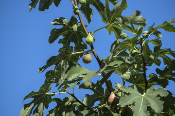 Figs on the tree