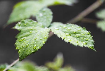 Obraz na płótnie Canvas rain drops on blackberry fruit leaf. leaf rain
