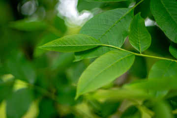 leaves, ornament, abstraction, for decoration, for advertising