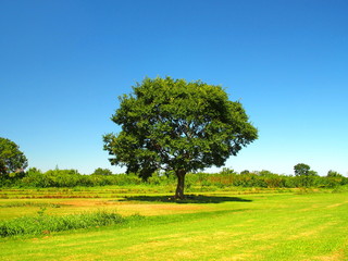 Fototapeta na wymiar 河川敷の草原と立ち木