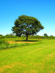 河川敷の草原と立ち木