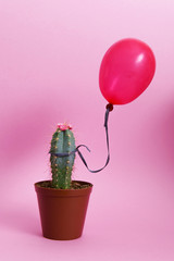 Cactus with balloon