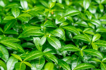 leaves, ornament, abstraction, for decoration, for advertising
