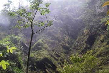 Nyungwe National Forest