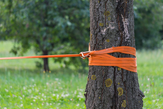 Orange rope for slacklining is tied to a tree