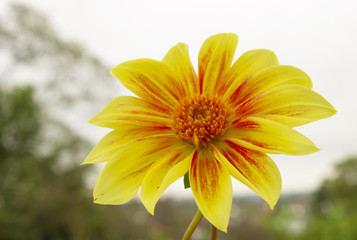 Blossoming dahlia closeup
