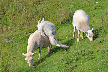 Obraz na płótnie Canvas moulting sheep grazing