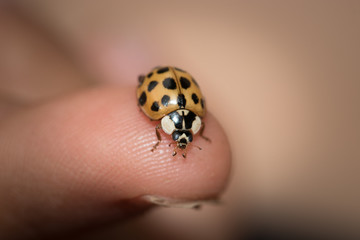Marinkäfer auf Finger von kleinem Kind, Nahaufnahme mit Focus auf Käfer und Fingerspitze