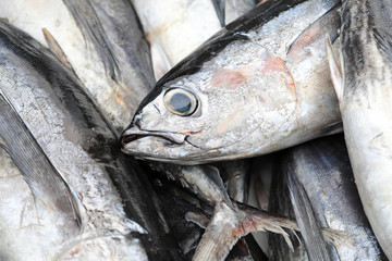 atún bonito pescado país vasco 4M0A1118-f18